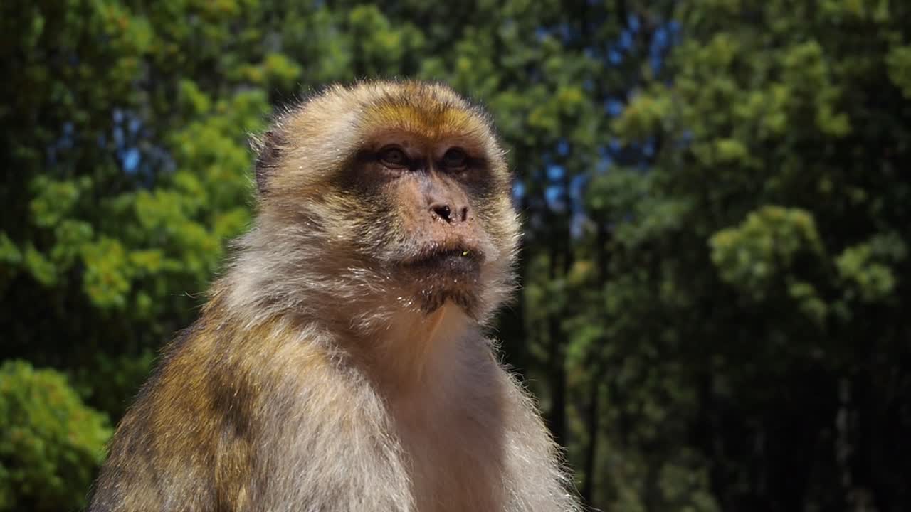 imágenes de 4k de un solo macaco de barbary, macaca sylvanus-1