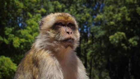 4K-Aufnahmen-Eines-Einzelnen-Berberaffen,-Macaca-Sylvanus-1