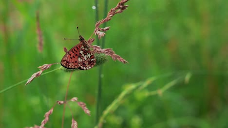 butterfly in a meadow during rainfall