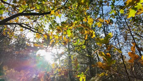 sun flare in autumn forest, deciduous tree foliage and leaves close up