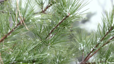 close up view of pine tree accumulating snow