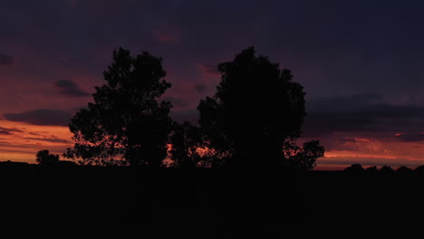 aerial drone view of trees silhouettes