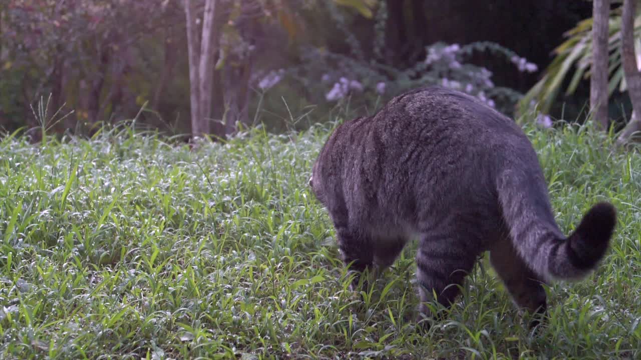 gato doméstico jugando con su presa un ratón muerto en la hierba húmeda de un jardín tropical