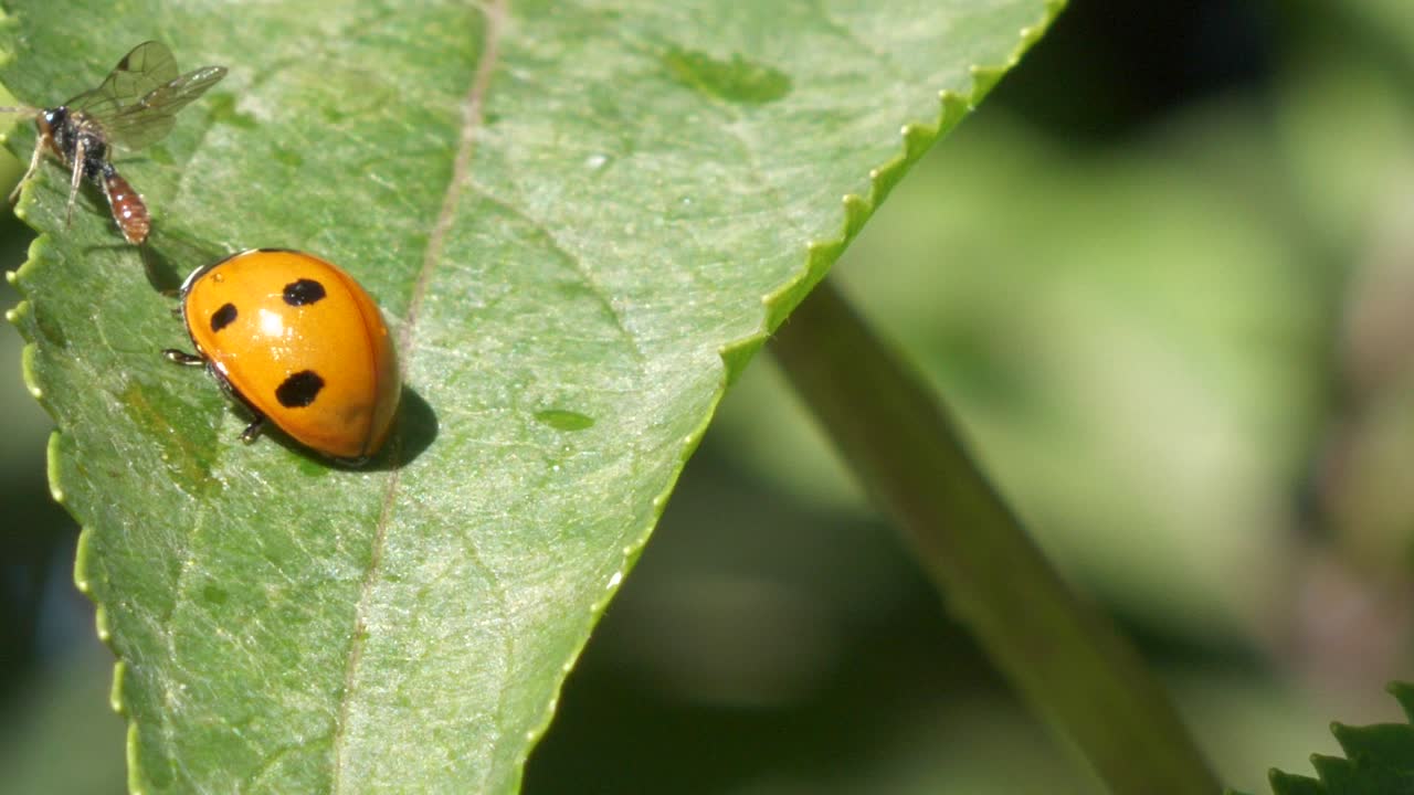 Dotted beetle bug on green leaf while other insect attack and land on top