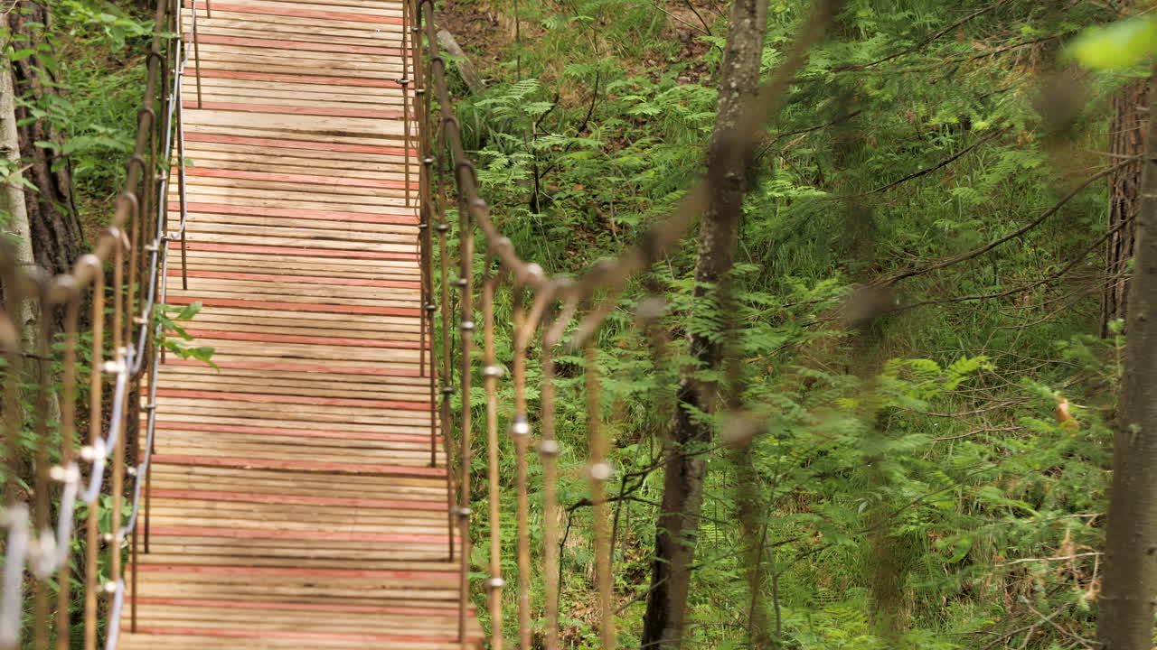 숲 에 있는 나무 의 서스펜션 다리