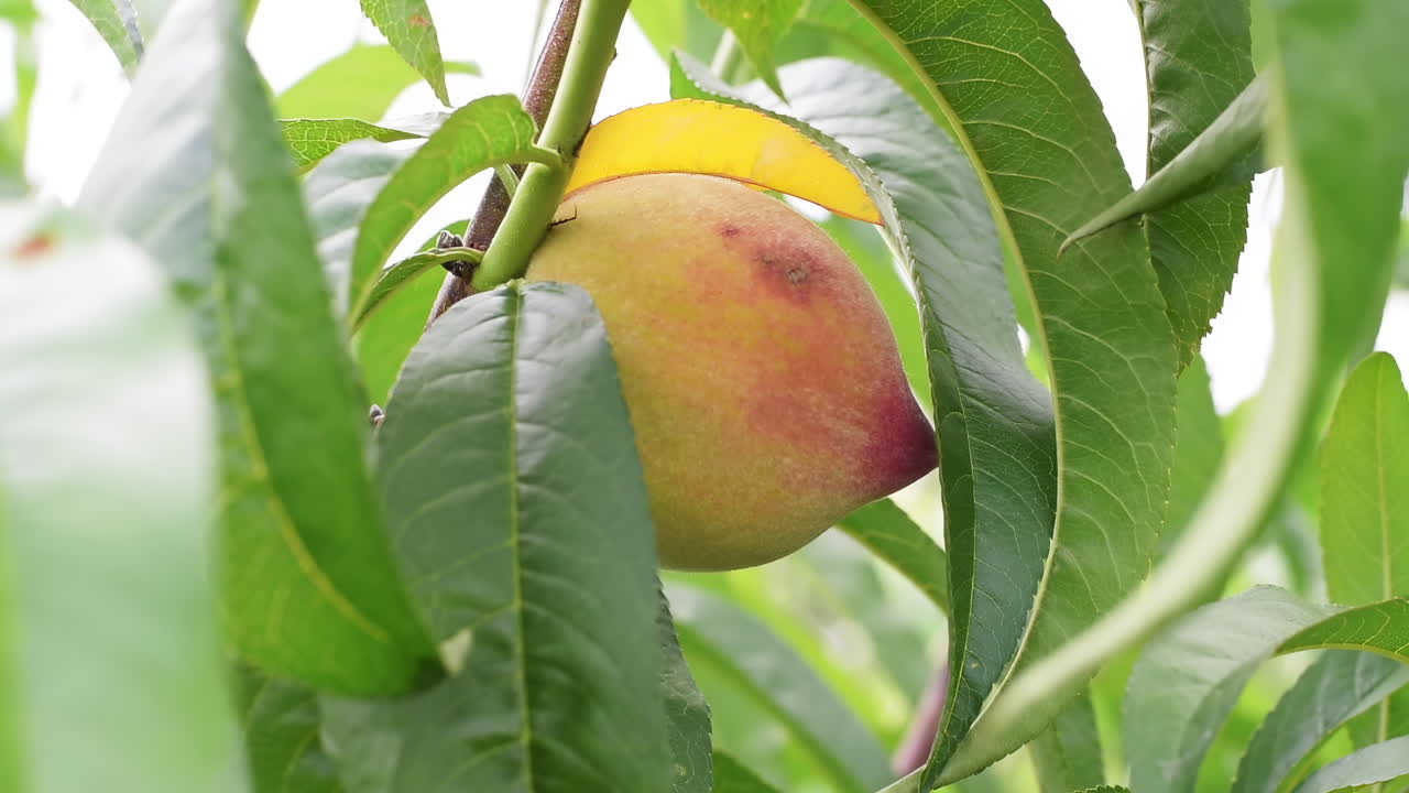 Close up of a ripe peach on a tree branch