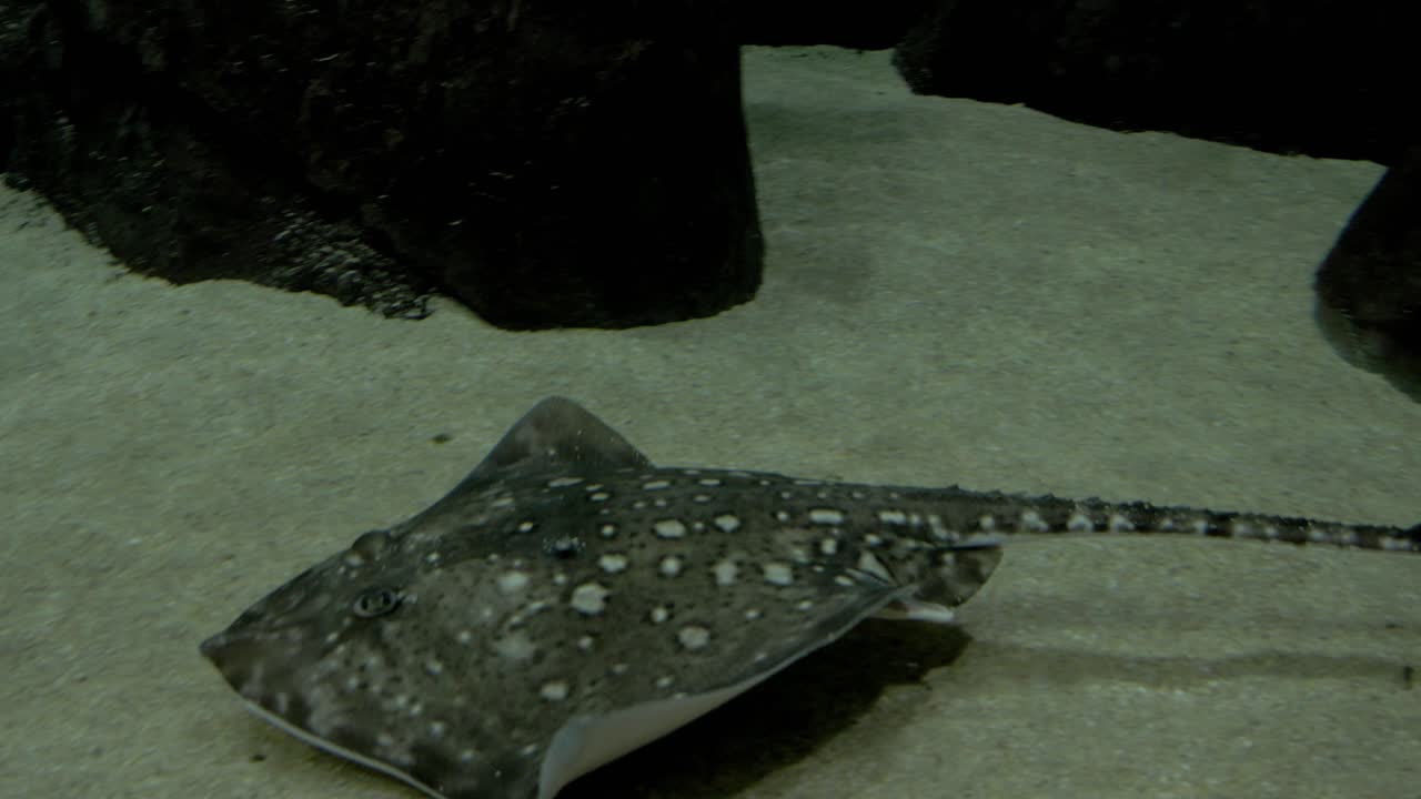 Spotted eagle ray in a marine aquarium. Mantle in a marine aquarium.