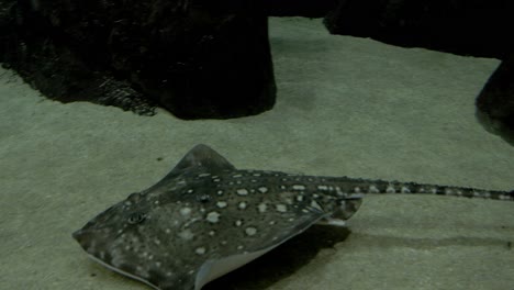 spotted eagle ray in a marine aquarium. mantle in a marine aquarium.