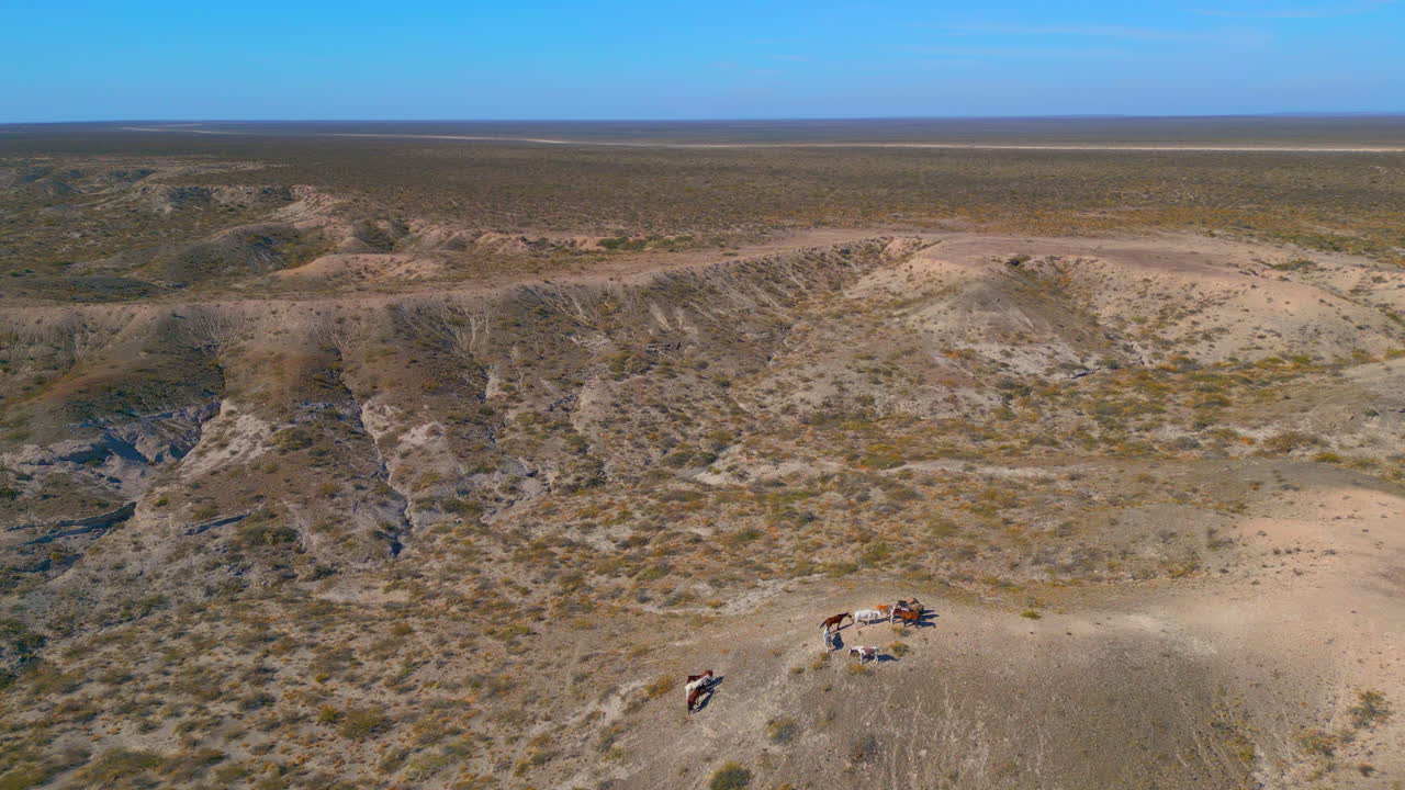 Aerial View of Wild Horses in a Vast Arid Desert Landscape