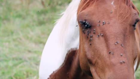 Schönes-Pferd,-Das-Den-Kopf-Schüttelt,-Um-Unangenehme-Fliegen-Zu-Entfernen