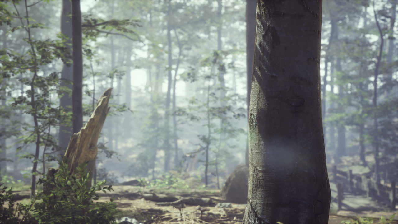 bosque brumoso con la suave luz del sol