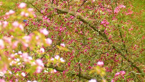 indigo bunting singing on a branch in spring, surrounded by bright green leaves