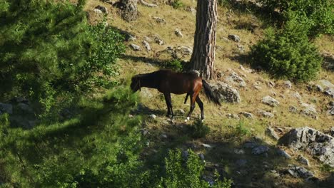 a horse is grazing, a red horse is grazing, a beautiful horse is eating grass in nature