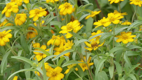 close-up view of many yellow zinnia flowers