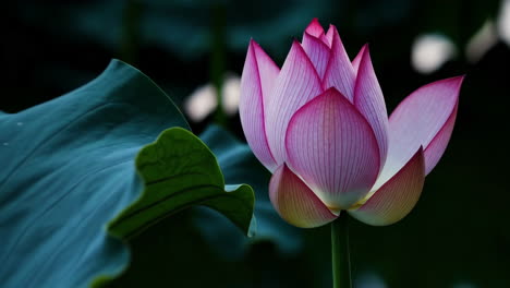pink lotus flowers in a pond