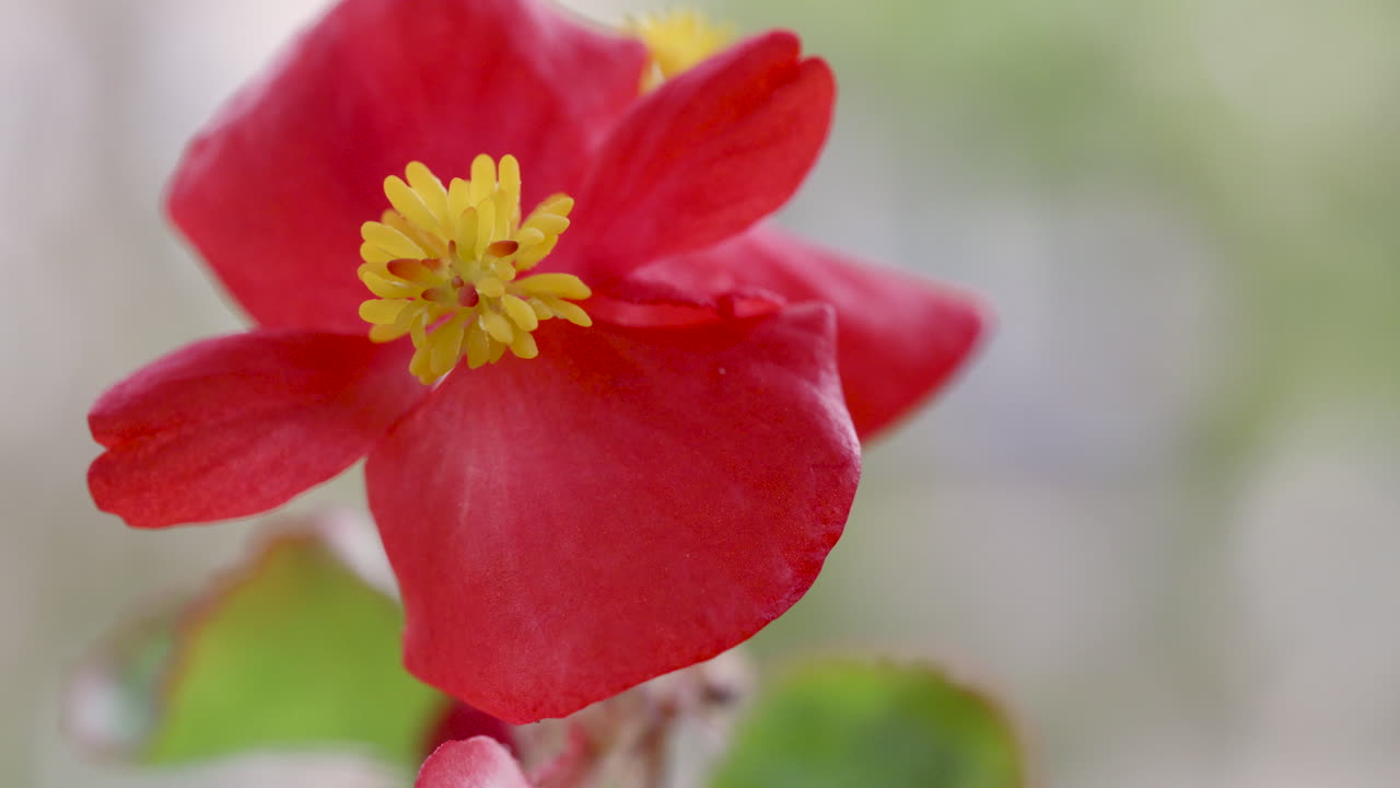 Close-Up of Red Begonia Flower in wind