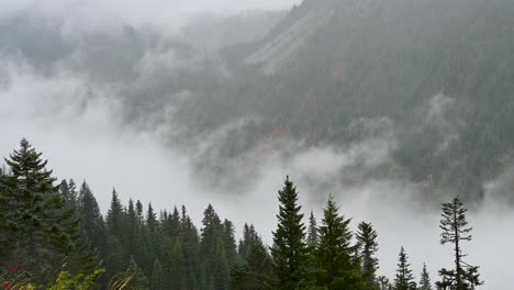 aerial drone shot of low-hanging fog weaving through a pine-covered mountain valley at sunrise