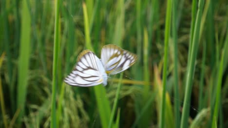 Close-up-of-two-butterflies-accidental-touch-spider-net