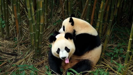 two pandas in a bamboo forest