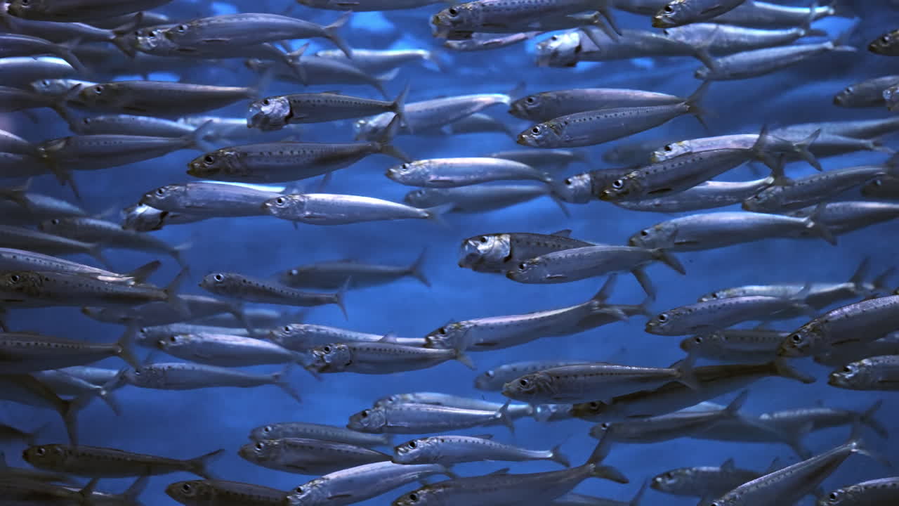 una escuela de sardinas del pacífico nadando en el océano