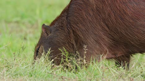 Riesiges,-Flauschiges-Nagetier,-Capybara-Hydrochoerus-Hydrochaeris,-Das-Damit-Beschäftigt-Ist,-Auf-Dem-Boden-Nach-Grüner-Vegetation-Im-Provinziellen-Schutzgebiet-Der-Ibera-Feuchtgebiete-Zu-Suchen