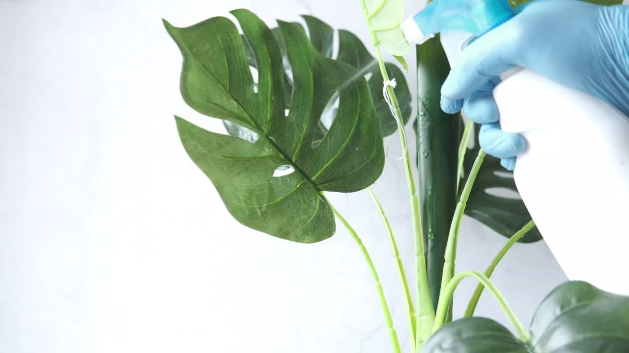 persona rociando agua en una planta de monstera