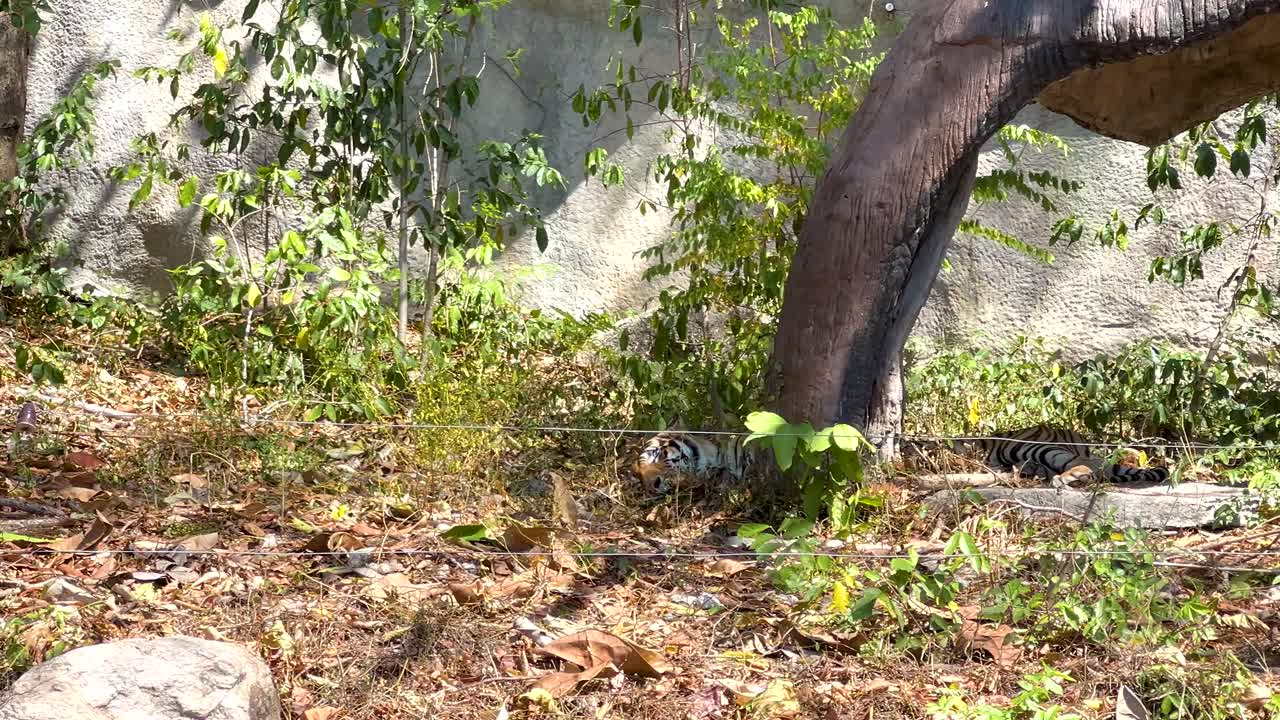 호랑이 가 자연 서식지 에서 휴식을 취 하고 있다