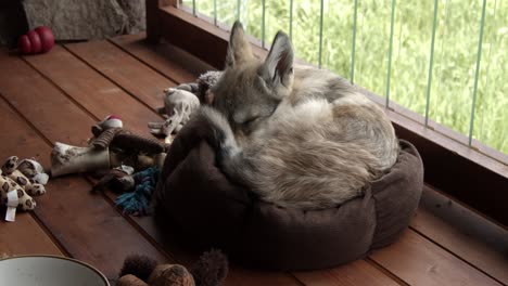 baby gray wolf sleeping in his bed around his toys