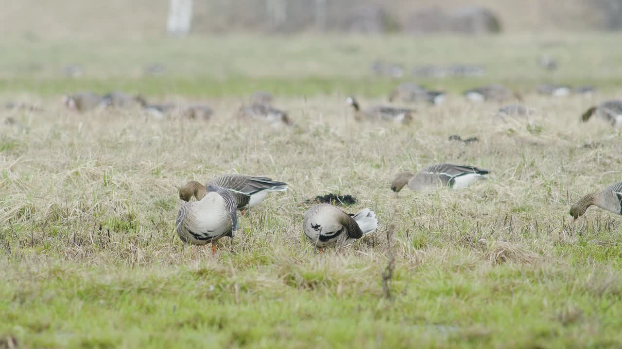 봄 이동 중 먹이를 먹는 건조한 잔디 들판의  앞 거위 무리