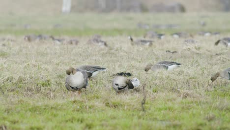 White-fronted-geese-flock-on-dry-grass-meadow-field-feeding-during-spring-migration