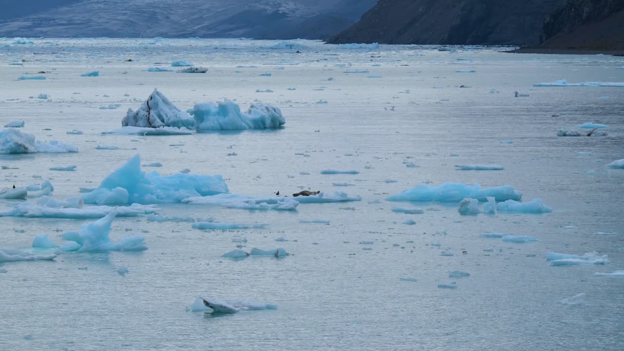 새를 겁주는 빙산의 표범물개