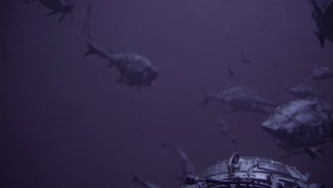 tiburones alienígenas en las profundidades del mar