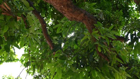 slow motion of sunbeam behind a tree