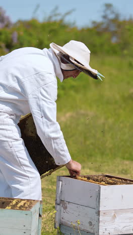 agricultural honeycombs beekeeping. beekeeper in uniform working with beehives. vertical video