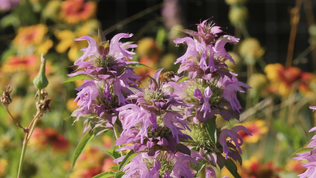 flores silvestres de menta con una abeja recolectando polen, país montañoso de texas, cámara lenta