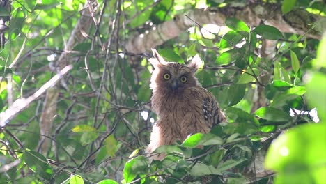 The-Buffy-Fish-Owl-is-a-big-owl-and-yet-the-smallest-among-the-four-Fish-Owls