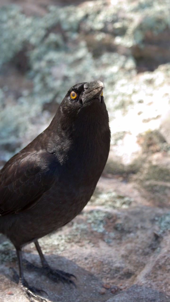 Un currawong pezzato nero si guarda intorno mentre è posato su una superficie rocciosa in Australia
