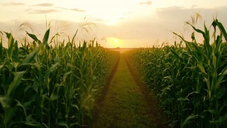 beautiful sunset over a cornfield