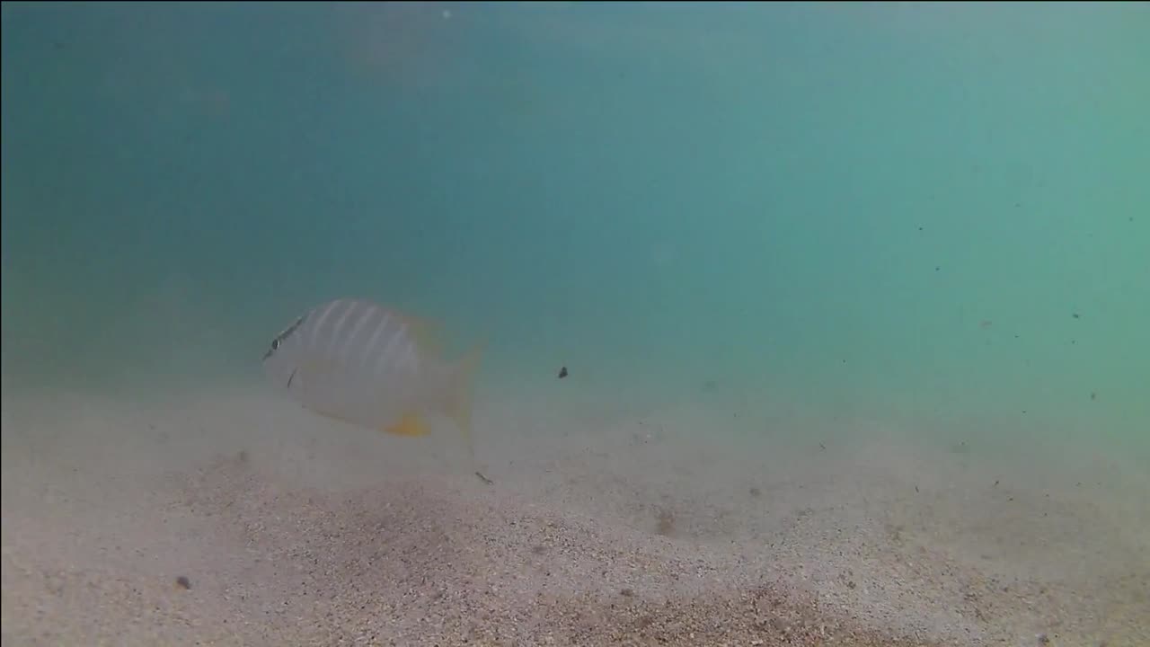 Optagelser af fisk fundet i det blå vand ved øen Grenada i Caribien.