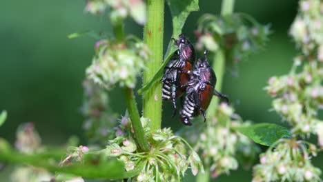 Two-Japanese-beetles-mating-on-a-flowering-plant-in-the-sunny-outdoors-in-nature