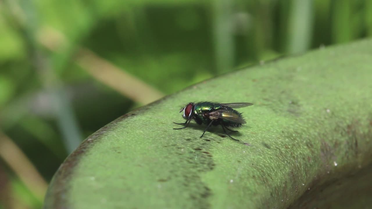una mosca de botella verde en una olla de flores