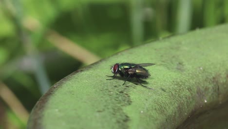 Una-Mosca-Verde-Posada-En-Una-Maceta