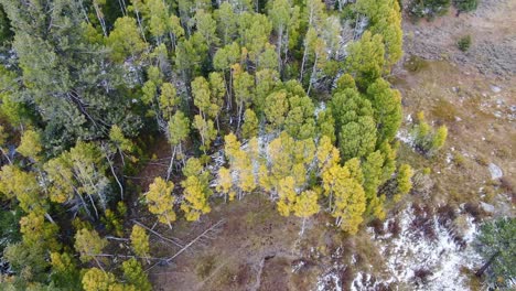 Top-down-view-video-of-a-Lake-Tahoe-pines-forest,-along-with-a-snowy-scenario-in-Sierra-Nevada,-California