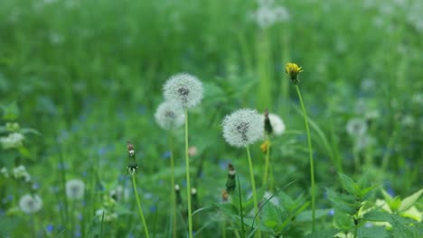 dandelions in a meadow