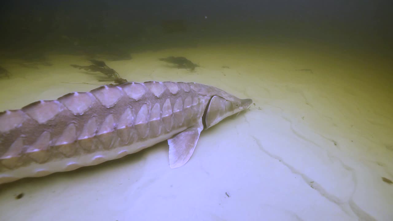un esturión del golfo (acipenser oxyrinchus desotoi) se pega al fondo arenoso mientras nada bajo el agua 2018