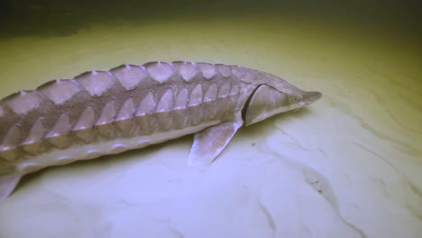 a gulf sturgeon (acipenser oxyrinchus desotoi) sticks to the sandy bottom while swimming underwater 2018