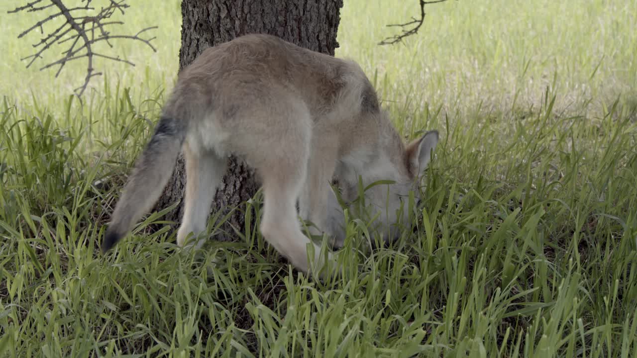 Baby gray wolf exploring the tall grass near a pine tree