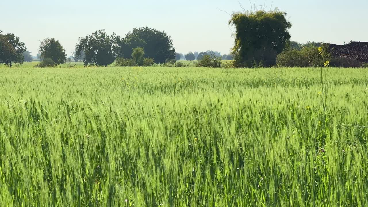 beautiful lush green wheat crop field