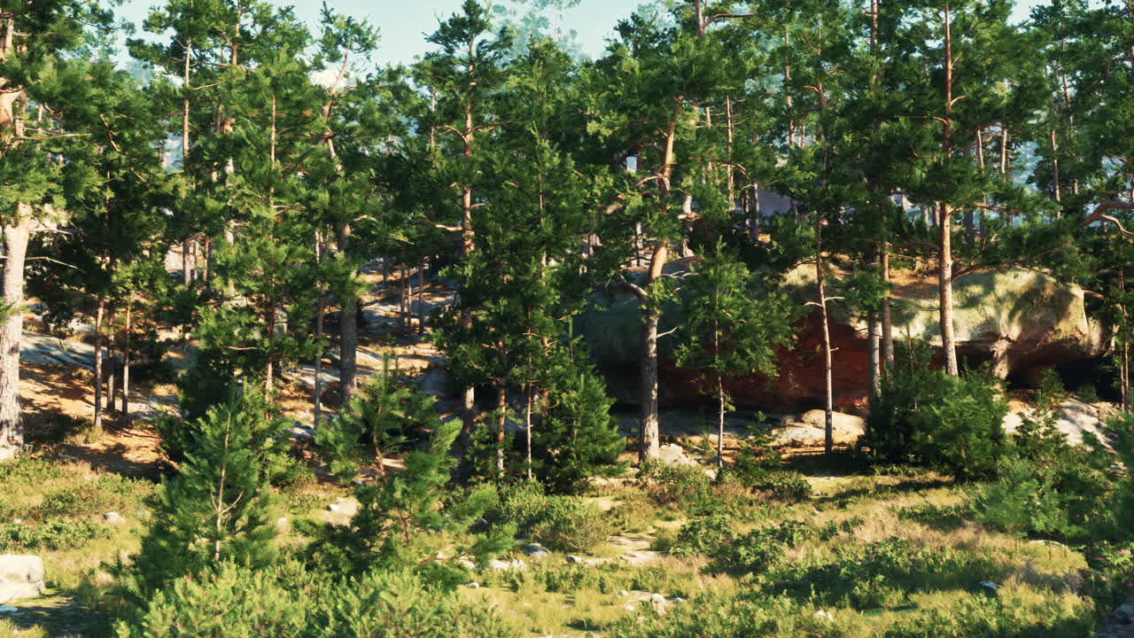 그림 같은 소나무 숲 풍경