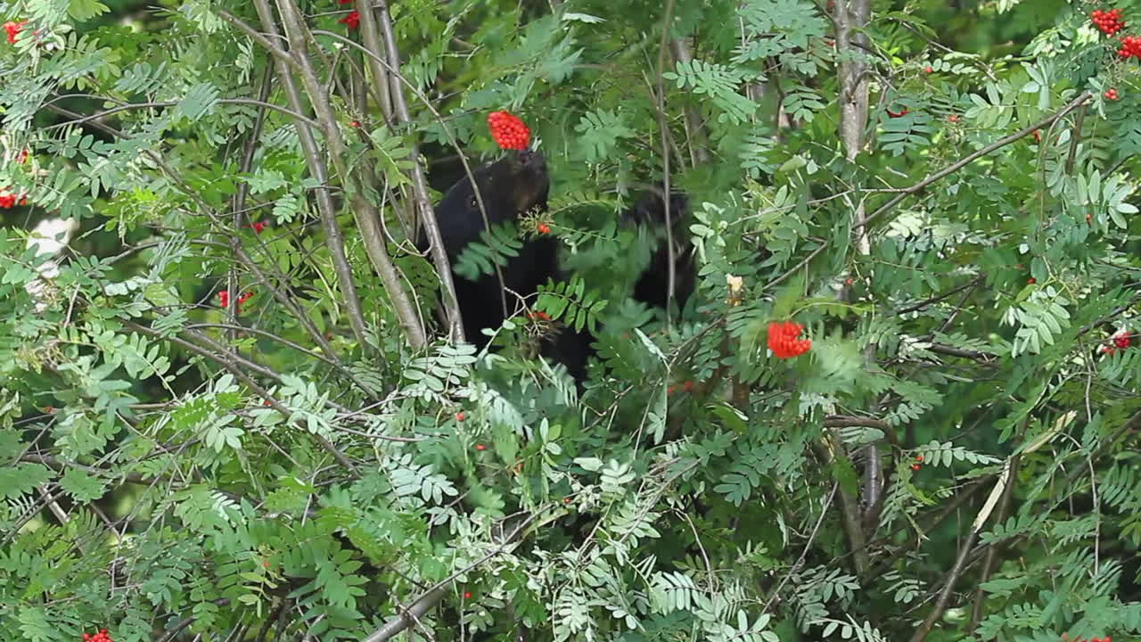 신맛을 먹는 나무 위로 큰 검은 곰